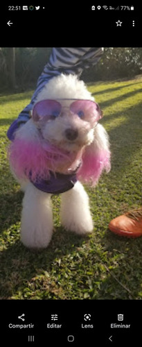 Imagen 2 de 3 de Viaja Con Tu Mascota