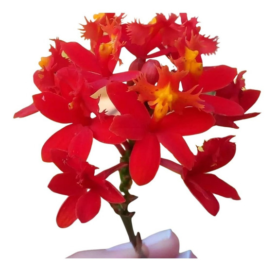 Mudas De Epidendrum Vermelha | MercadoLivre 📦