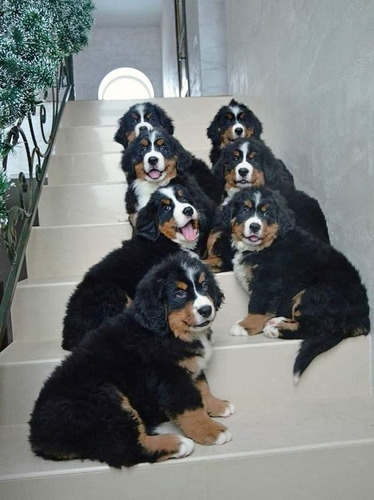 Perros Cachorros Bernés De La Montaña Boyero De Bernes Puppy