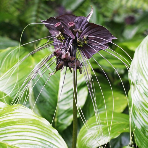 Sementes Orquidea Negra Tacca Chantrieri Flor Morcego | MercadoLivre