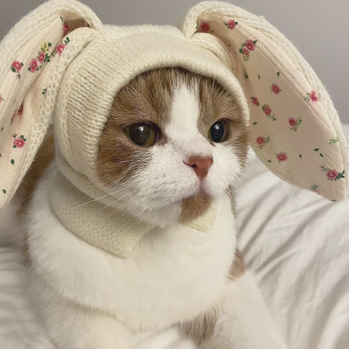 Gorro Cálido Para Gato, Gorro Para Mascota, Disfraz De