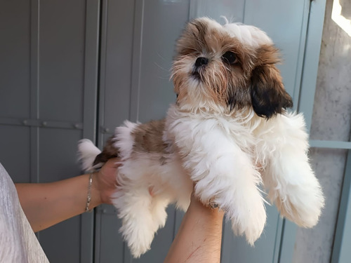 Shih Tzu