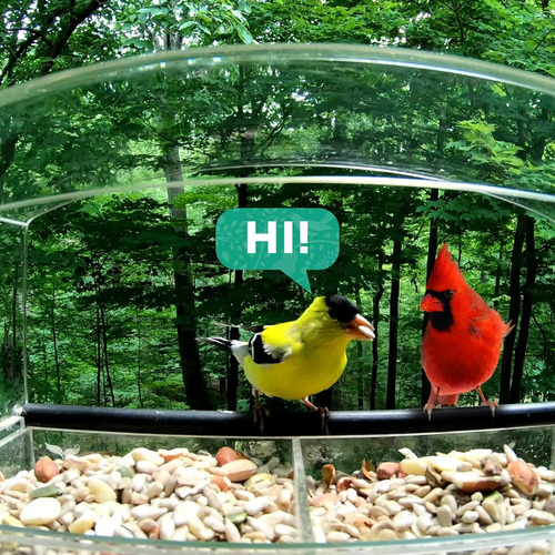 Window Bird Feeder Window Bird Feeders With Strong Suction C
