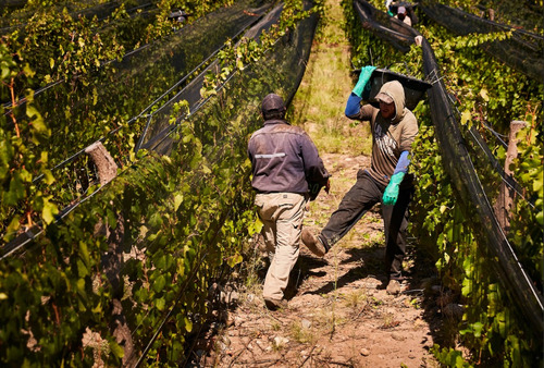 Vino Chacho La Pesca Del Día. Bodega Chacho Wines