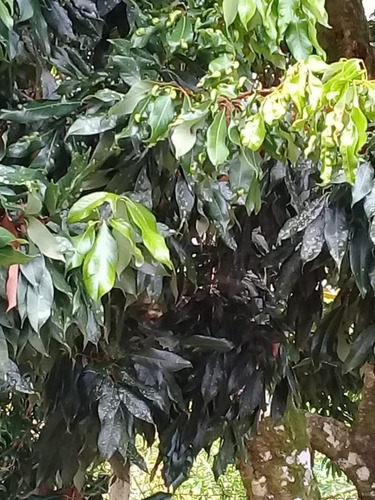 Imagem 12 de 15 de Chácara Para Venda Em Itariri, Igrejinha, 2 Dormitórios, 2 Banheiros, 6 Vagas - 239_2-841487
