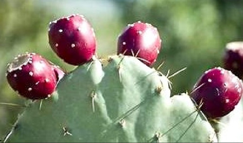 Tuna Morada, Opuntia, 3 Piezas Penca/raqueta Nopales Tunero