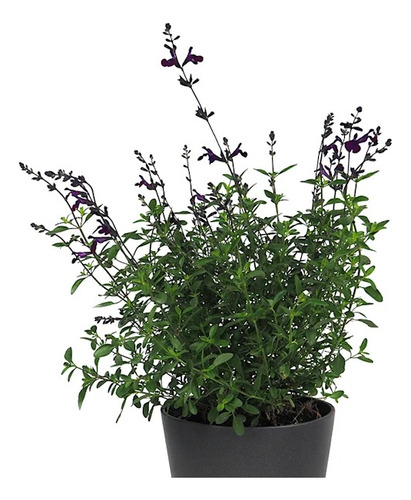 Salvia X Jamensis Nachtvlinder ! Salvia Violeta, Hibrida 