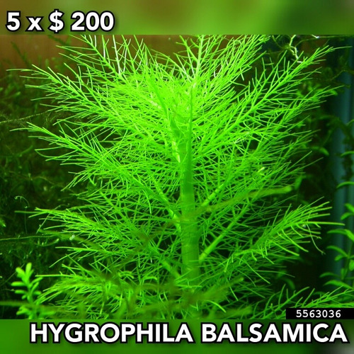 Hygrophila Balsamica Planta Acuario Plantado.