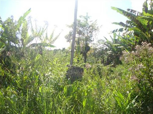 Imagem 3 de 3 de Rural - Venda - Praiamar - Itanhaem - Ita443