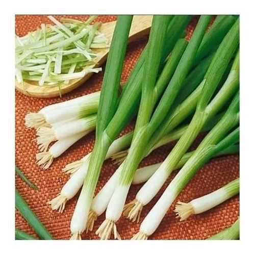 Semillas Cebolla Nebuka - Verdeo Blanca Japonesa -