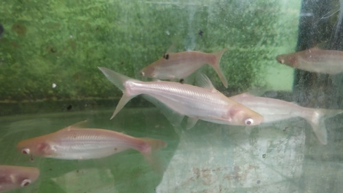 10 Panga Pangasius Albino De 15 Cm