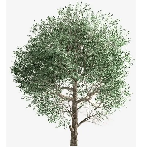 comprar Populus Alba F. Pyramidalis (alamo  Piramidal Plateado)
