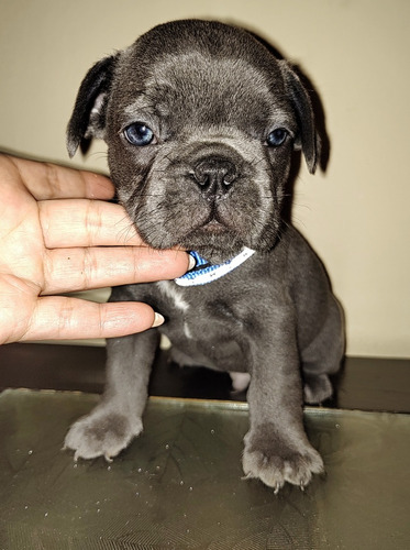 Cachorros De Bulldog Francés Exóticos