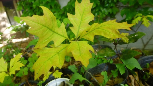 Quercus Palustris Roble, Roble Rojo E20