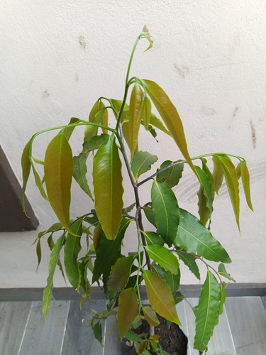 Pino Hindu, Polyalthia Longifolia, Pregunte Costo De Envio