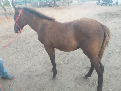 Imagem 3 de 5 de Cavalo,potro