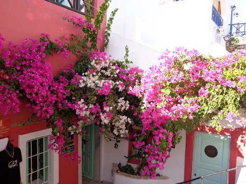Imagem 10 de 10 de Muda Primavera Bougainvillea Vermelha - Jardim Ou Bonsai !