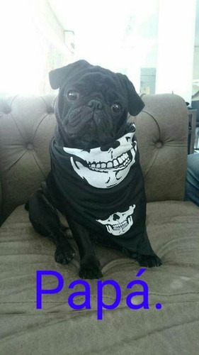 Pug Carlino