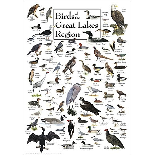 Póster De Aves De Región De Grandes Lagos