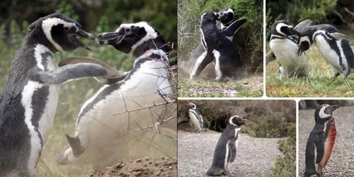 Bertellotti Pingüino De Magallanes Embajador De La Patagonia