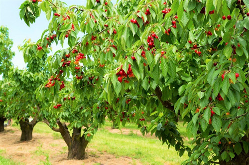 Semillas Árbol Cerezas De Exportación 