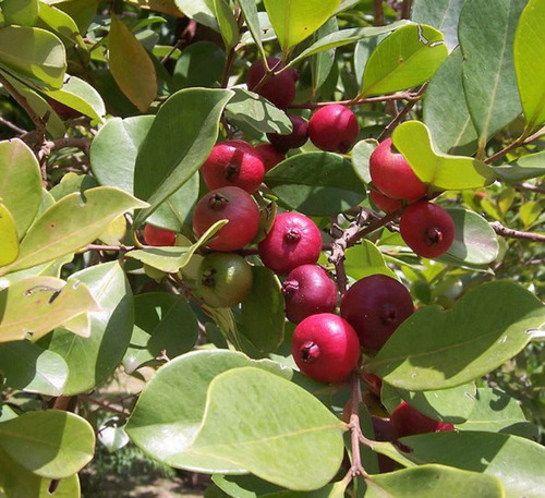 50 Semillas De Guayaba China+instructivo