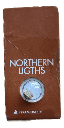 Semilla De Colección Northern Lights X1 - Pyramid Seed