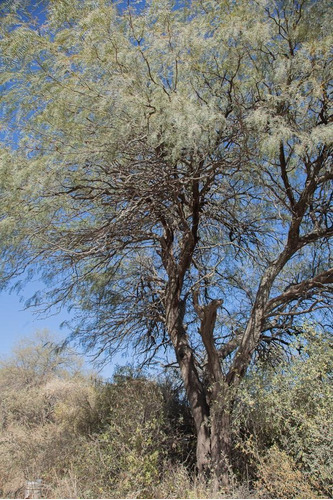 Imagen 16 de 18 de Campo - La Aguadita