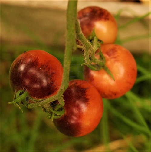 Semillas Tomate Joya Amatista! Racimos Color Fucsia Violeta