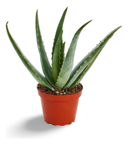 Planta Para Que Sirve Comer Sabila En Ayunas
