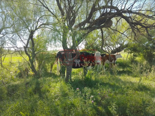 Imagen 10 de 15 de Venta,de Importante Campo En Roberto. J. Payro, Partido De Magdalena.