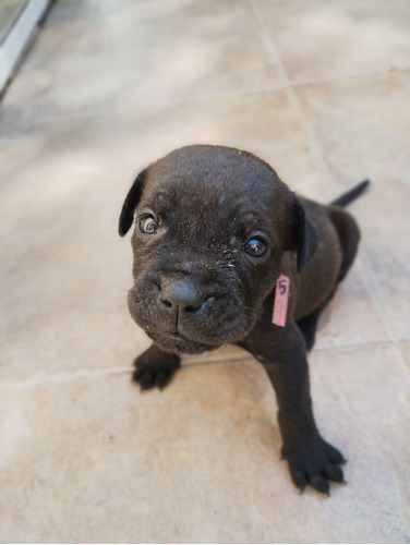 Cachorras Rotticorso 