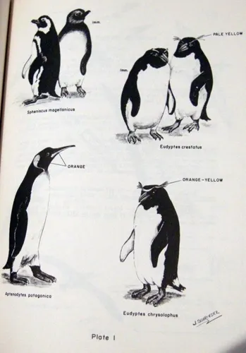 Birds Of Isla Grande Tierra Del Fuego Pájaros Ingles 1970 (Usado)