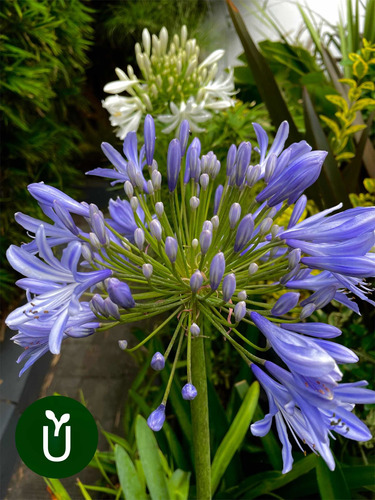 Planta Agapanto - Ideal Camino Jardines - Exterior - Envíos | Cuotas sin  interés