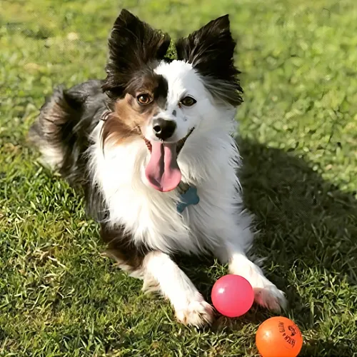 Spunky Pup Fetch Ball Small 2-pack, (variado) Color Variados