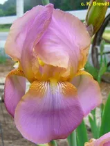 Comprar 1 Rizoma De Lirios Barbados O Iris Germánica China Maid