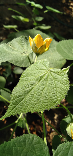 Malvavisco Grande-abutilon Grandifolium-malva De Monte Amarillo