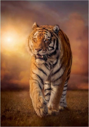 Imagen 2 de 5 de Clementoni Puzzle X 1500 Tigre De Sumatra