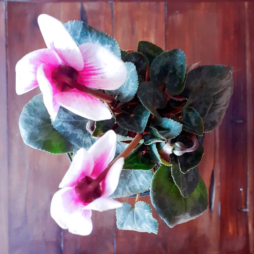Violeta Little Plant 24 Con Soporte Maceta Autorregante