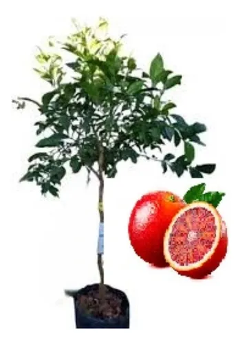 comprar Naranja Sanguínea E X T R A - D U L C E