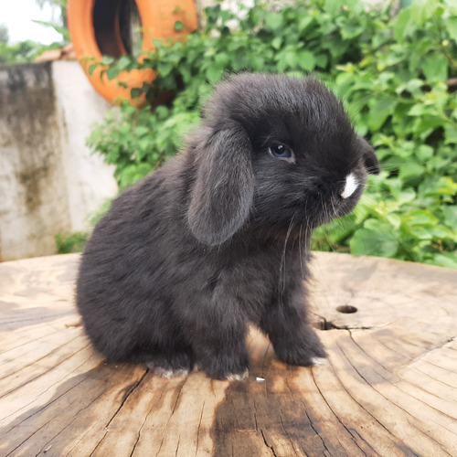 Coelho Mini Lop Uruguaio