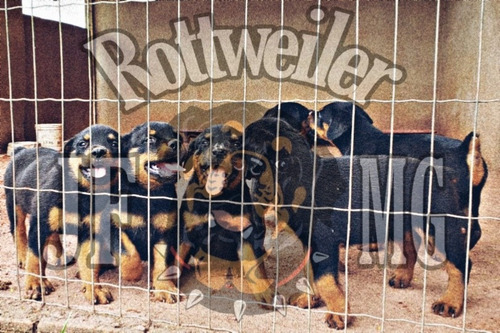 Filhotes De Rottweiler Jf Mg