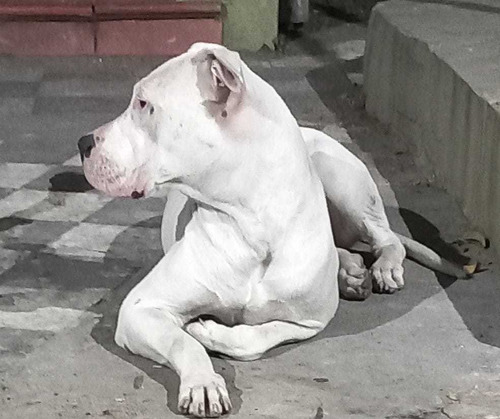 Imagen 7 de 8 de Dogo Argentino Cachorros De Excelente Linea De Sangre