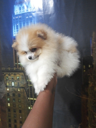 Imagem 3 de 3 de Vendo Esse Lindo Machinho De Spots Alemão/lulu