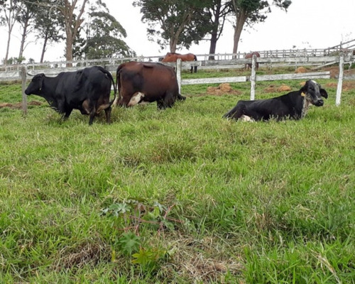 Excelente Sitio Com Haras De 36.000 M² À Venda Em Itupeva, Sp - St00004 - 34651579