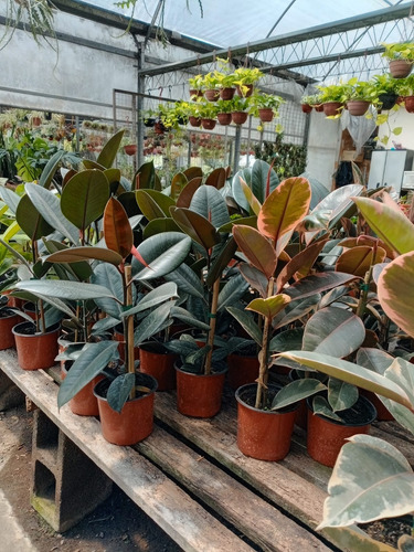 Ficus Elastica O Gomero Variedad De Tamaños