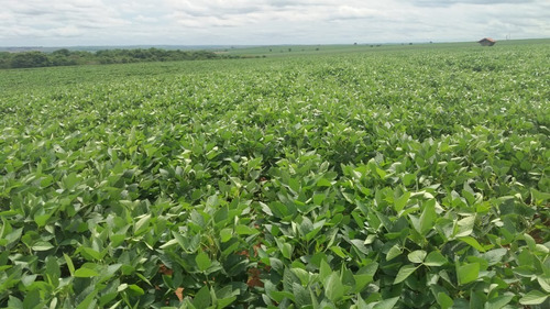 Imagem 22 de 30 de Fazenda 632 Alqueires, Dupla Apetidão, 74% De Aproveitamento, 427 Alqueires Em Lavoura, 40 Alqueires Em Pecuária, Topografia Plana, Casa Sede - Fa00031 - 69832504