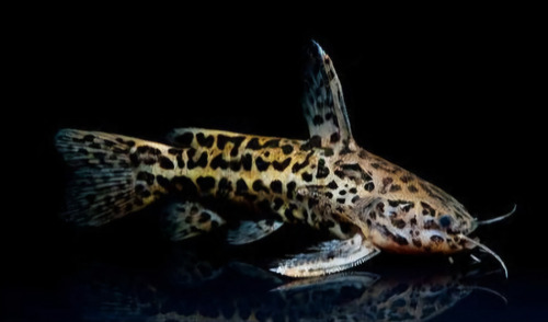 Peixe Bagre Onça (liosomadoras Oncinus) 12cm (cote Frete)