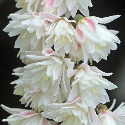 Imagem 1 de 4 de Muda De Deutzia Scabra Plena, Conhecida Como Coco Ralado !!!