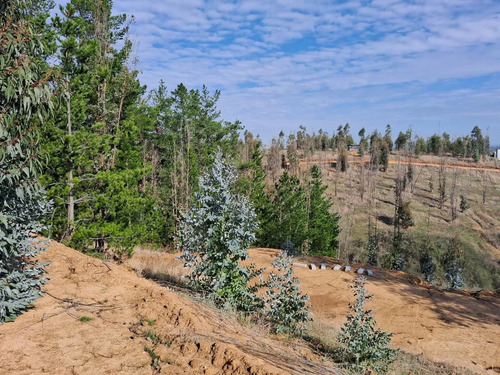 Parcela 5000 Mts Lista Para Construir En Vive Bucalemu